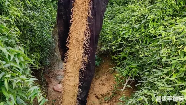 种植山药可以连作吗