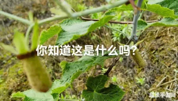 红覆盆子